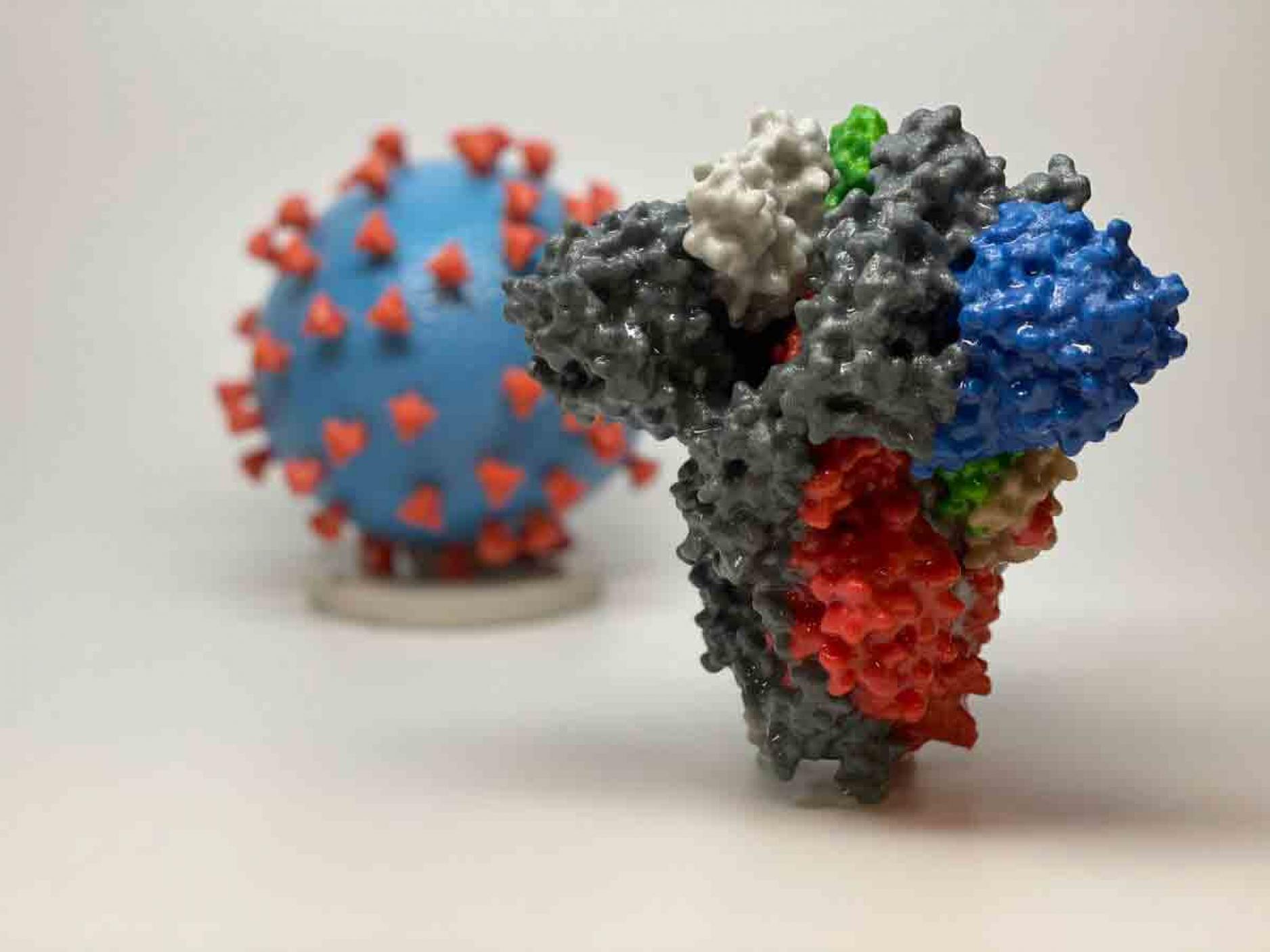 A 3D print of a spike protein of SARS-CoV-2—the virus that causes COVID-19—in front of a 3D print of a SARS-CoV-2 virus particle.